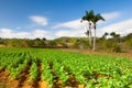 Famous Cuba farmland tobacco area, Valley de Vinales, Cuba.