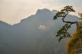 Famous curved pine tree on the top of Sokolica peak in Pieniny, Poland