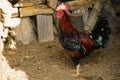 Famous denizli hen rooster crowing and roaming on the field