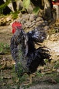 Famous denizli hen rooster crowing and roaming on the field