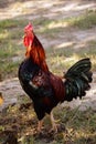 Famous denizli hen rooster crowing and roaming on the field