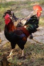 Famous denizli hen rooster crowing and roaming on the field