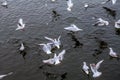 Dianchi red-headed gull