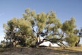 The famous `dig` tree on Cooper Creek Queensland