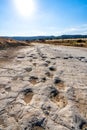 Dinosaur tracks of Comanche National Grassland. La Junta, Colorado.