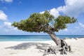 Divi Divi Tree on Eagle Beach Aruba, Caribbean #1 Royalty Free Stock Photo