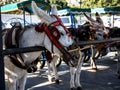 The famous Donkey Taxis under the shade awaiting passengers in Mijas Royalty Free Stock Photo