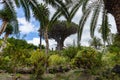 Famous Drago Milenario, Millennial Dragon Tree, of Icod de los Vinos in Tenerife, Canary Islands, Spain Royalty Free Stock Photo