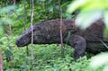 Dragon lizard hunting in the forests of Komodo Island - Indonesia