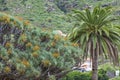 Famous dragon Tree (Dracaena draco) among palm trees at Icod de