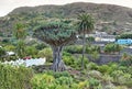 Famous Dragon Tree Drago Milenario in Icod de los Vinos - Tenerife