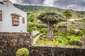 Famous Dragon Tree Drago Milenario in Icod de los Vinos Tenerife, Canary Islands