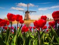 Famous Dutch windmills among blooming red tulip flowers