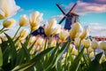 The famous Dutch windmills among blooming white tulip flowers