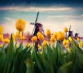 The famous Dutch windmills among blooming yellow tulip flowers