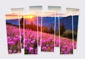Isolated eight frames collage of picture of blooming angustifolium flowers.