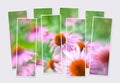 Isolated eight frames collage of picture of blooming echinacea flower.