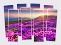 Isolated eight frames collage of picture of blooming hills of rhododendron flowers Royalty Free Stock Photo