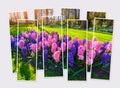 Isolated eight frames collage of picture of blooming hyacinth flowers in Keukenhof park.