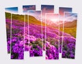 Isolated eight frames collage of picture of blooming pink rhododendron flowers in Caucasus mountains. Royalty Free Stock Photo