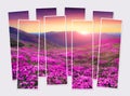 Isolated eight frames collage of picture of blooming pink rhododendron flowers on the mountain valley. Royalty Free Stock Photo