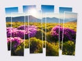 Isolated eight frames collage of picture of  blooming pink rhododendron flowers on  the mountain valley. Royalty Free Stock Photo