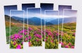 Isolated eight frames collage of picture of blooming pink rhododendron flowers on the mountain valley. Royalty Free Stock Photo