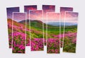 Isolated eight frames collage of picture of blooming pink rhododendron flowers in the mountain walleys. Royalty Free Stock Photo