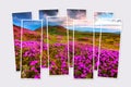 Isolated eight frames collage of picture of blooming pink rhododendron flowers on mountains valley. Royalty Free Stock Photo