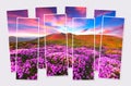 Isolated eight frames collage of picture of blooming rhododendron flowers on mountain hill. Royalty Free Stock Photo