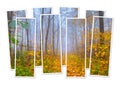 Isolated eight frames collage of picture of foggy autumn forest.