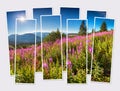 Isolated eight frames collage of picture of mountain valley with field of blooming pink flowers.