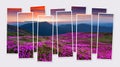 Isolated ten frames collage of picture of blooming pink rhododendron flowers on mountain valley. Royalty Free Stock Photo