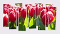 Isolated ten frames collage of picture of blooming red tulip flowers in Keukenhof park.