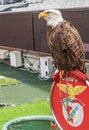 Famous eagles at FC Benfica stadium. Lisboa, Portugal