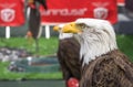 Famous eagles at FC Benfica stadium. Lisboa, Portugal