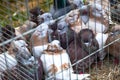 Group of Pigeons animals in a cage Royalty Free Stock Photo