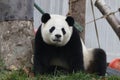 Female Panda , Wolong, Gengda, China