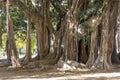 Famous Ficus Macrophylla Royalty Free Stock Photo