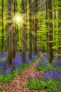 Famous forest Hallerbos in Brussels Belgium Royalty Free Stock Photo