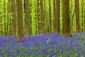 Famous forest Hallerbos in Brussels Belgium Royalty Free Stock Photo