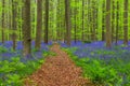 Famous forest Hallerbos in Brussels Belgium