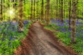 Famous forest Hallerbos in Brussels Belgium Royalty Free Stock Photo