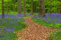 Famous forest Hallerbos in Brussels Belgium Royalty Free Stock Photo