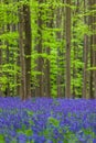 Famous forest Hallerbos in Brussels Belgium Royalty Free Stock Photo