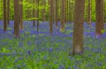 Famous forest Hallerbos in Brussels Belgium