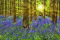 Famous forest Hallerbos in Brussels Belgium Royalty Free Stock Photo