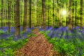 Famous forest Hallerbos in Brussels Belgium Royalty Free Stock Photo