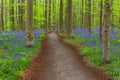 Famous forest Hallerbos in Brussels Belgium Royalty Free Stock Photo