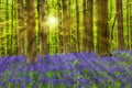 Famous forest Hallerbos in Brussels Belgium Royalty Free Stock Photo